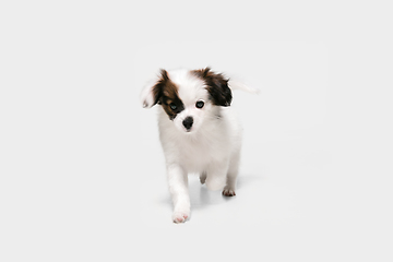 Image showing Studio shot of Papillon Fallen little dog isolated on white studio background