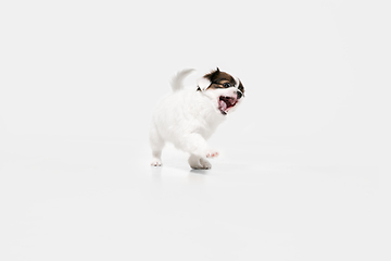 Image showing Studio shot of Papillon Fallen little dog isolated on white studio background