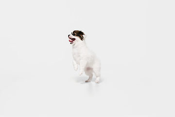 Image showing Studio shot of Papillon Fallen little dog isolated on white studio background