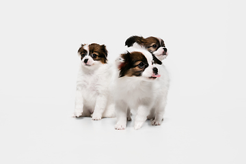 Image showing Studio shot of Papillon Fallen little dogs isolated on white studio background