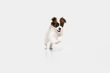 Image showing Studio shot of Papillon Fallen little dog isolated on white studio background