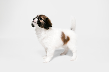 Image showing Studio shot of Papillon Fallen little dog isolated on white studio background