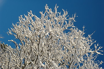 Image showing A tree in snow