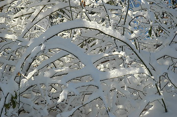 Image showing Brances in snow