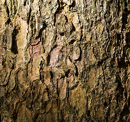 Image showing Tree bark texture