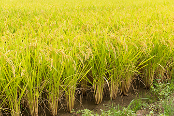 Image showing Green rice field