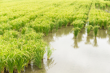 Image showing Rice meadow harvest