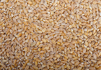 Image showing organic barley grains