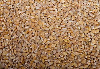 Image showing organic wheat grains