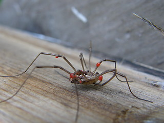 Image showing daddy-longleg,stankelbein