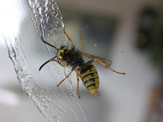 Image showing wasp