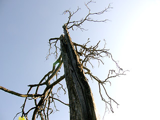 Image showing old tree