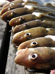 Image showing fish heads