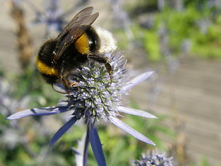 Image showing bumblebee