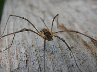 Image showing daddy longleg