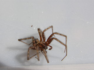 Image showing spider