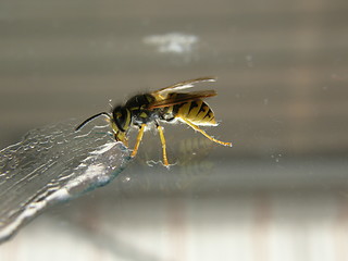 Image showing wasp likking jam