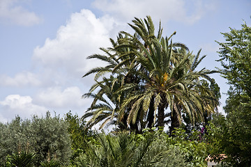 Image showing Palms