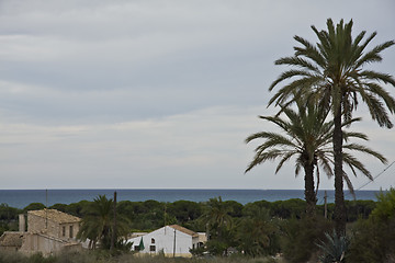 Image showing Palms