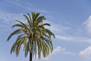 Image showing Palm