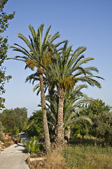 Image showing Palms