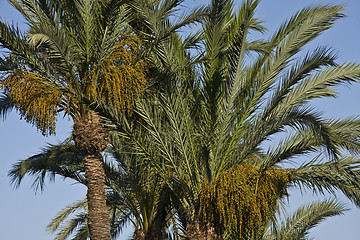 Image showing Palms