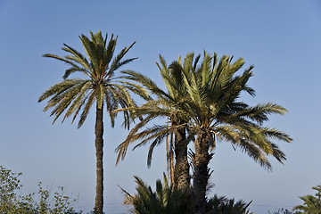 Image showing Palms