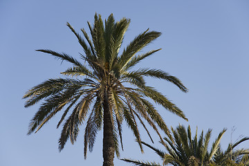 Image showing Palms