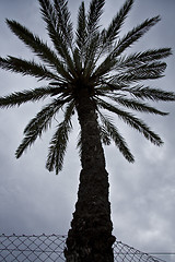 Image showing Palm