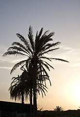 Image showing Palms