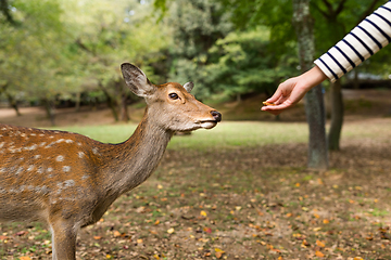 Image showing Feeding little deer