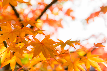 Image showing Autumn Maple