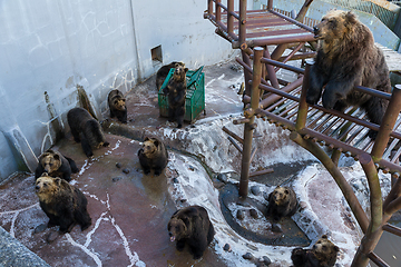 Image showing Bear sits on a rock