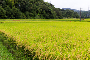 Image showing Rice field 