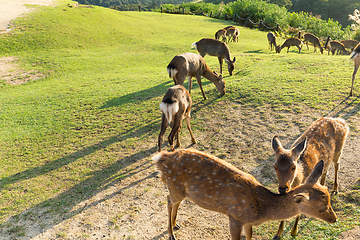 Image showing Deer in Nara