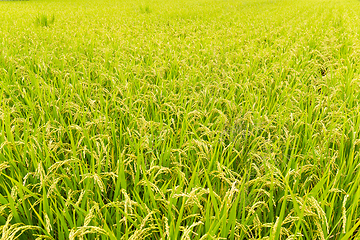 Image showing Rice field