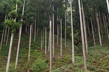 Image showing Green tropical Forest