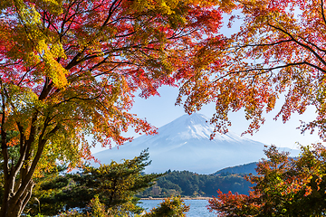 Image showing Fuji and Red Maple 