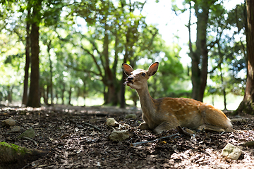 Image showing Wild deer in Nara park