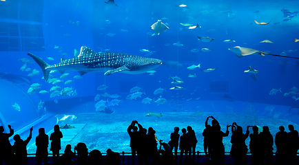 Image showing Aquarium in okinawa