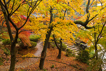 Image showing Maple tree in autumn season