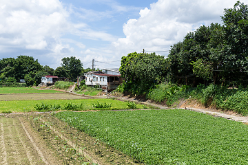 Image showing Green field in countryside