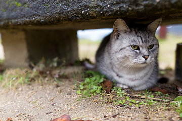 Image showing Street cat hide under the seat