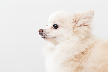 Image showing White Pomeranian dog