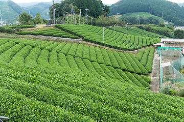 Image showing Tea plantation Cameron 