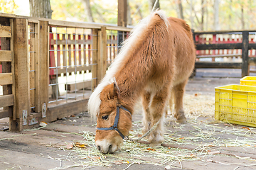 Image showing Horse eating grass in farm