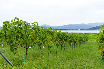 Image showing Grape farm garden