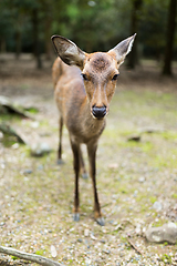 Image showing Nara park and a deer