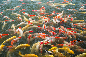 Image showing Koi fish pond