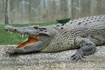 Image showing Crocodile open mouth